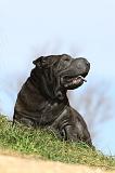 SHAR-PEI 691